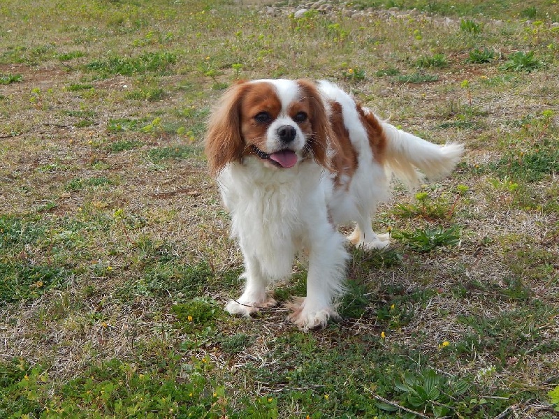 Publication : Du Temps Des Amazones Auteur : EMILIE DELFOSSE