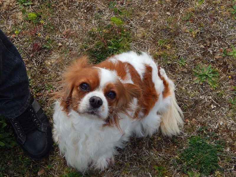 Publication : Du Temps Des Amazones Auteur : EMILIE DELFOSSE