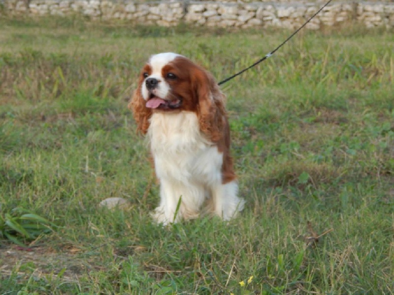 Publication : Du Temps Des Amazones Auteur : Emilie Delfosse