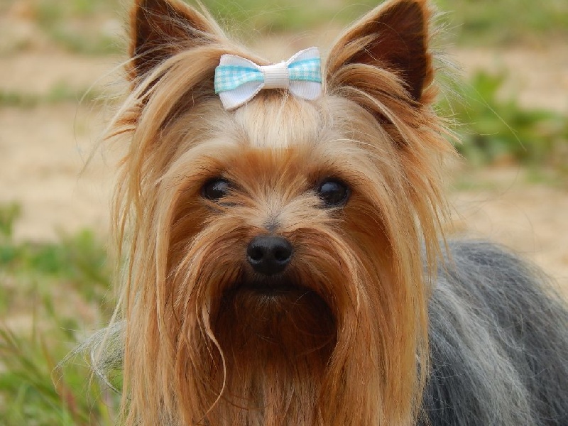 Publication : Du Temps Des Amazones Auteur : Delfosse Emilie