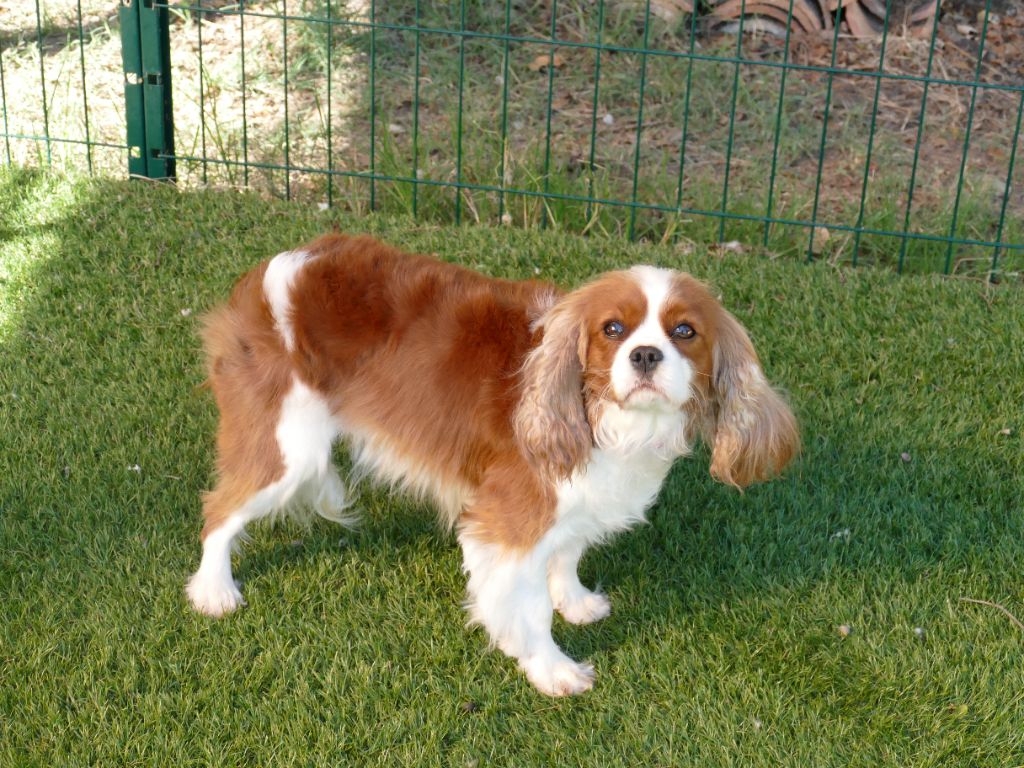 Utopia Du Temps Des Amazones