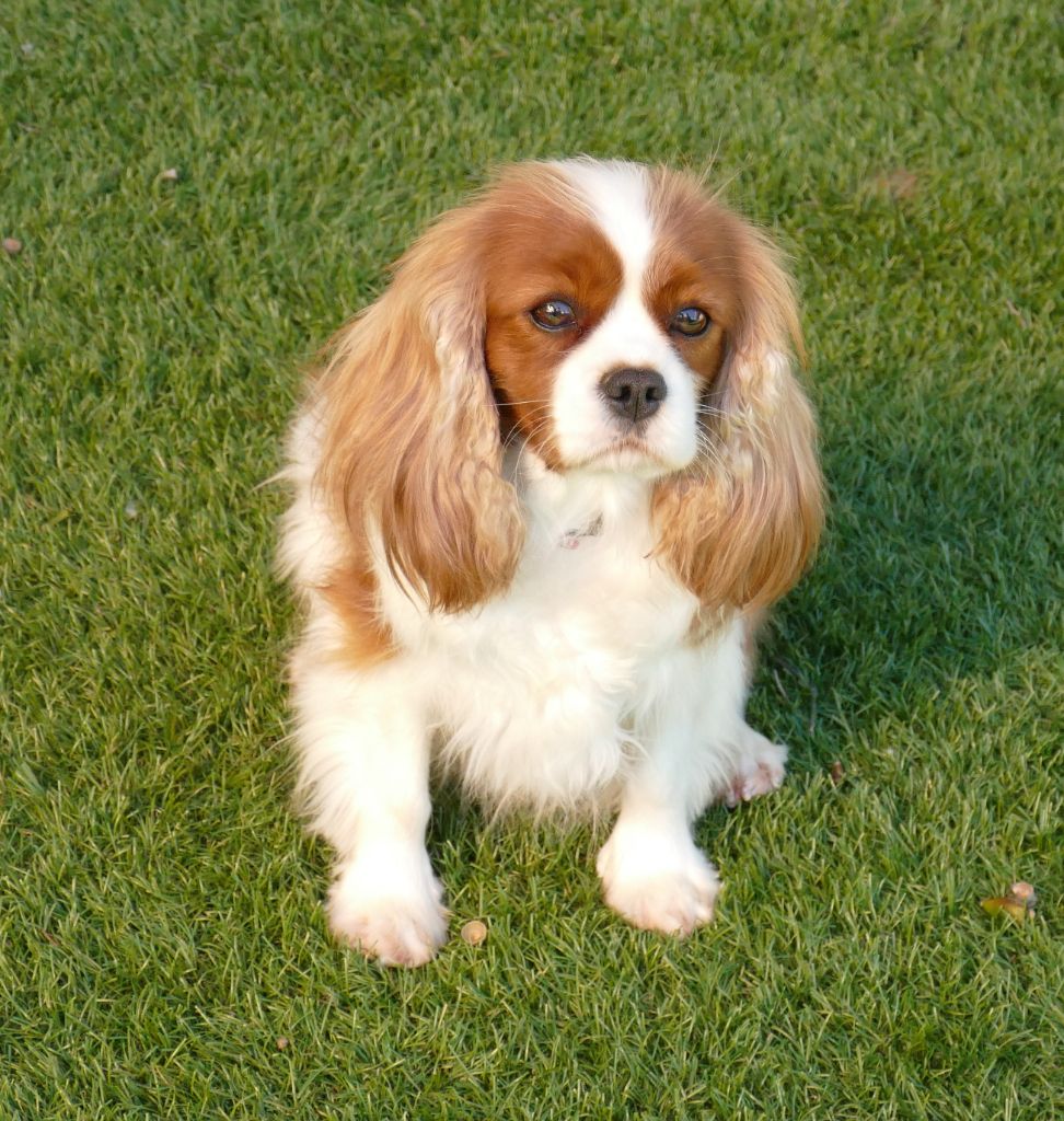 Utopia Du Temps Des Amazones