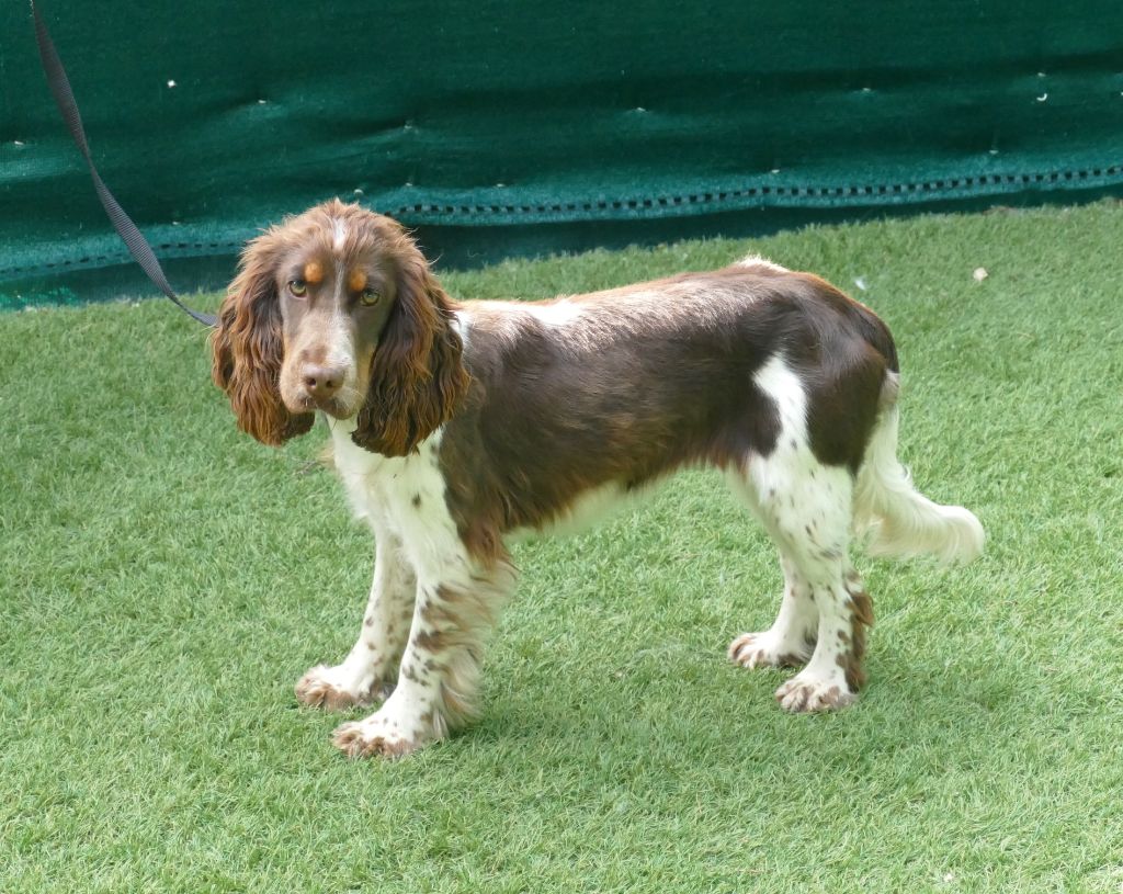 Victoire Du Temps Des Amazones