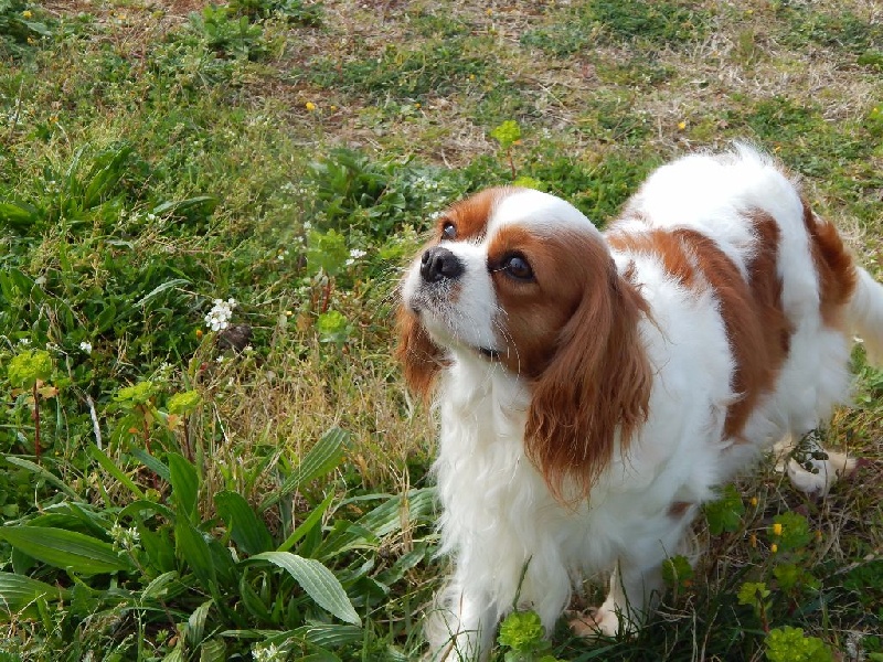 Publication : Du Temps Des Amazones Auteur : EMILIE DELFOSSE