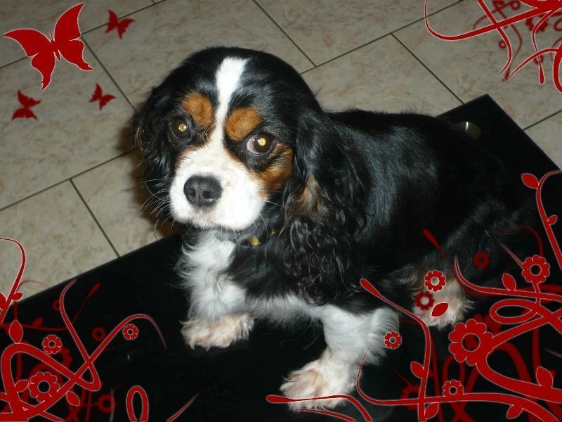 Publication : Du Temps Des Amazones Auteur : Emilie Delfosse