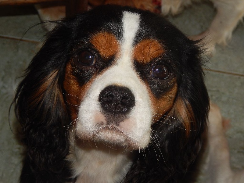 Publication : Du Temps Des Amazones Auteur : Emilie Delfosse