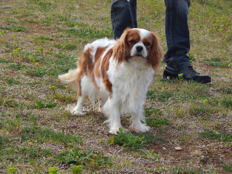 Publication : Du Temps Des Amazones Auteur : EMILIE DELFOSSE