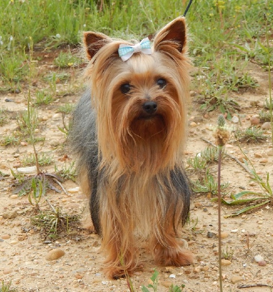 Publication : Du Temps Des Amazones Auteur : Delfosse Emilie