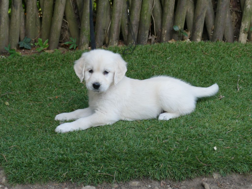 CHIOT MALE COLLIER BLEU