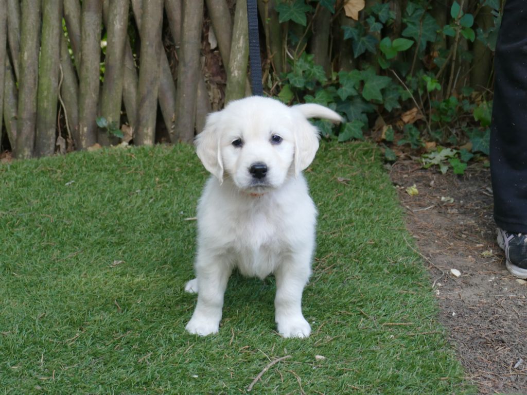 CHIOT MALE COLLIER BLEU