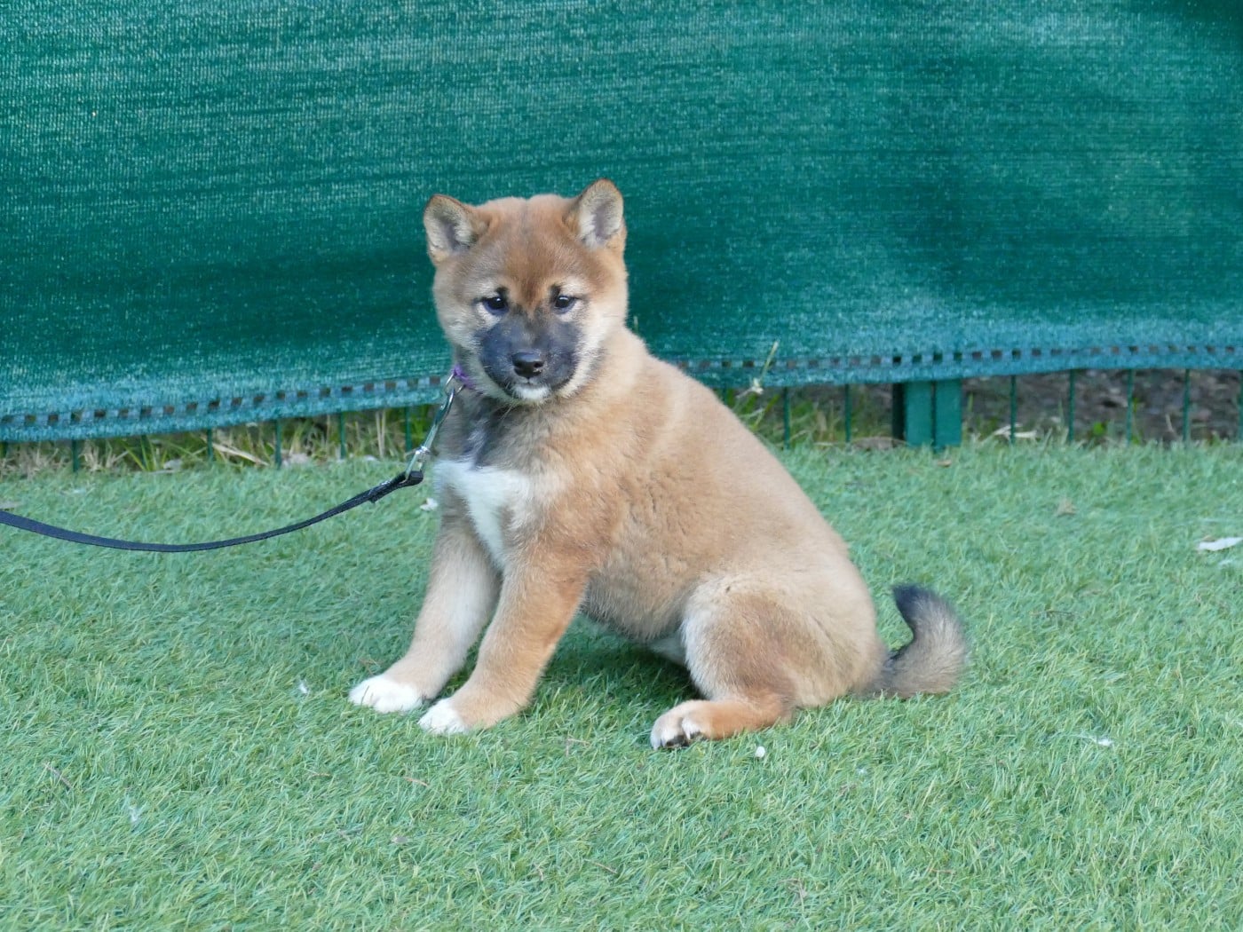 CHIOT FEMELLE COLLIER VIOLET