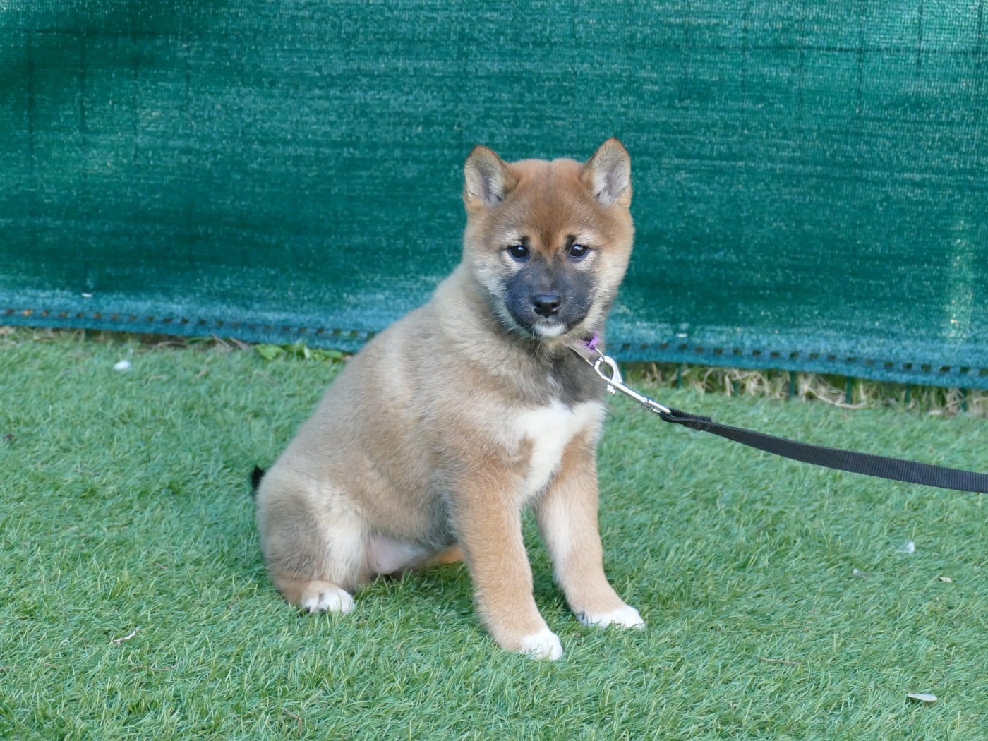 CHIOT FEMELLE COLLIER VIOLET
