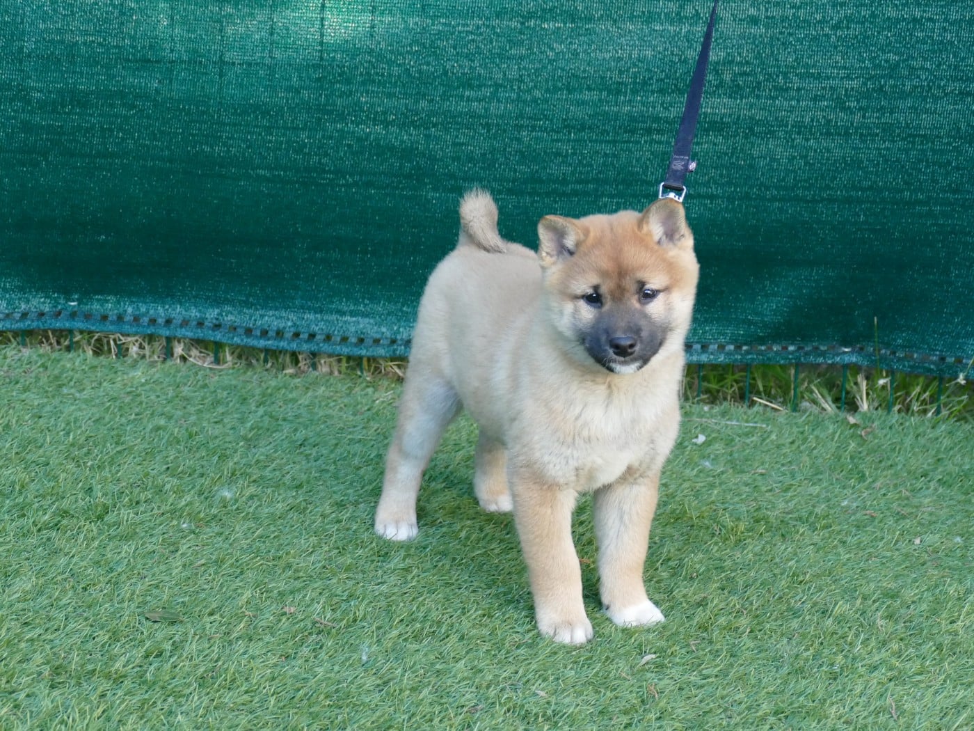 CHIOT MALE COLLIER ROSE