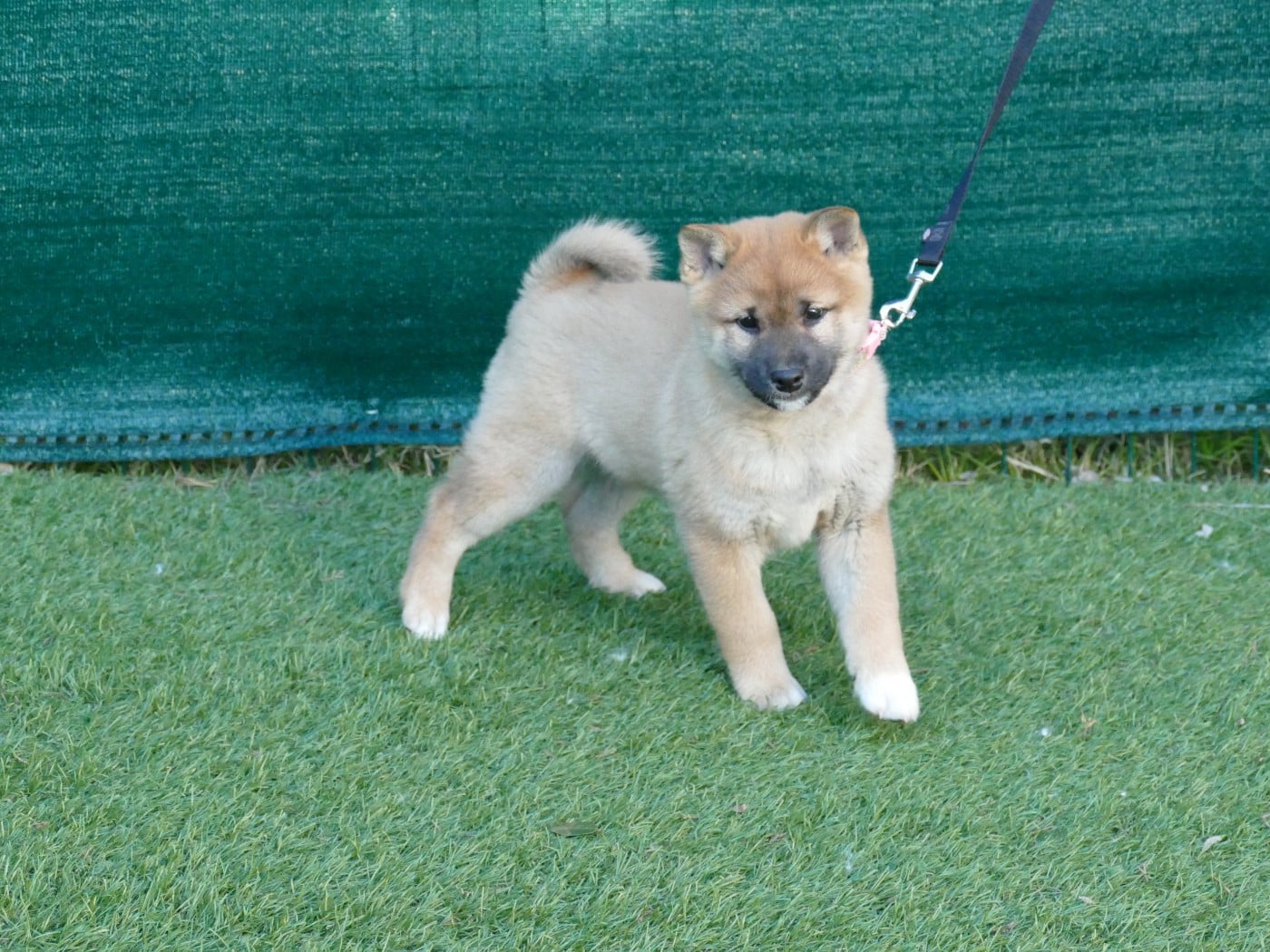 CHIOT MALE COLLIER ROSE