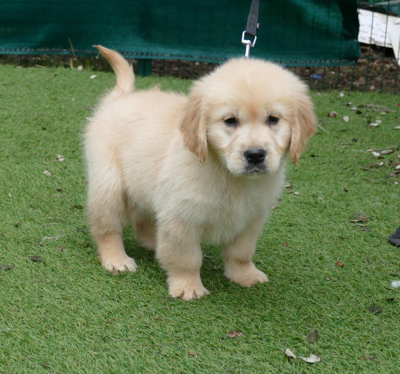 CHIOT 3 - Golden Retriever