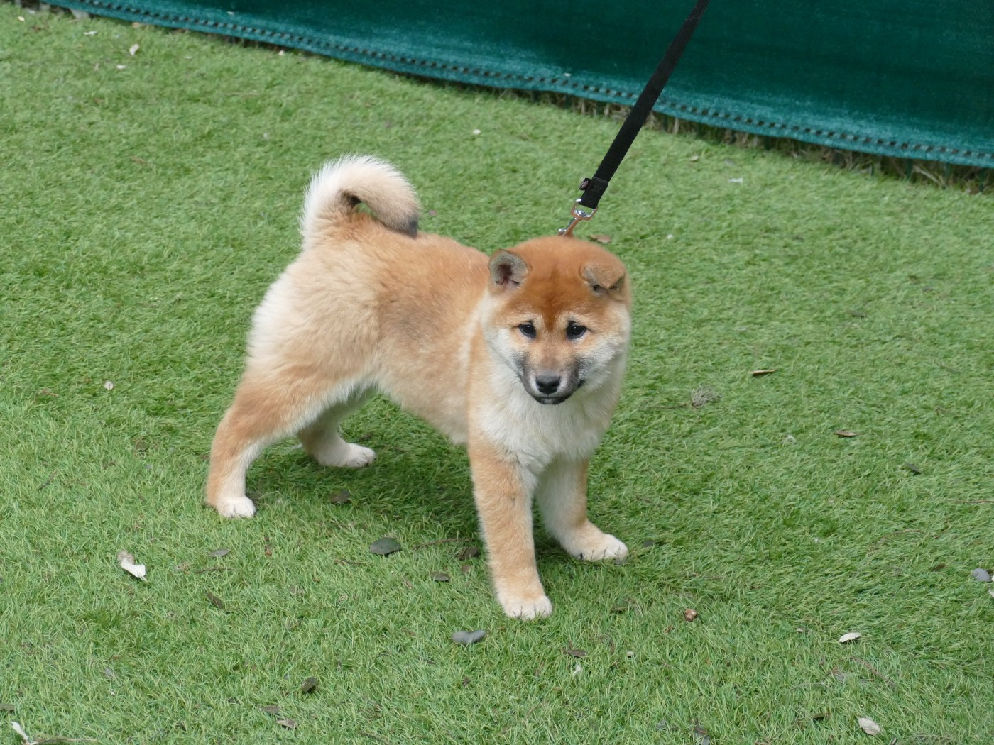 Shiba - Du Temps Des Amazones