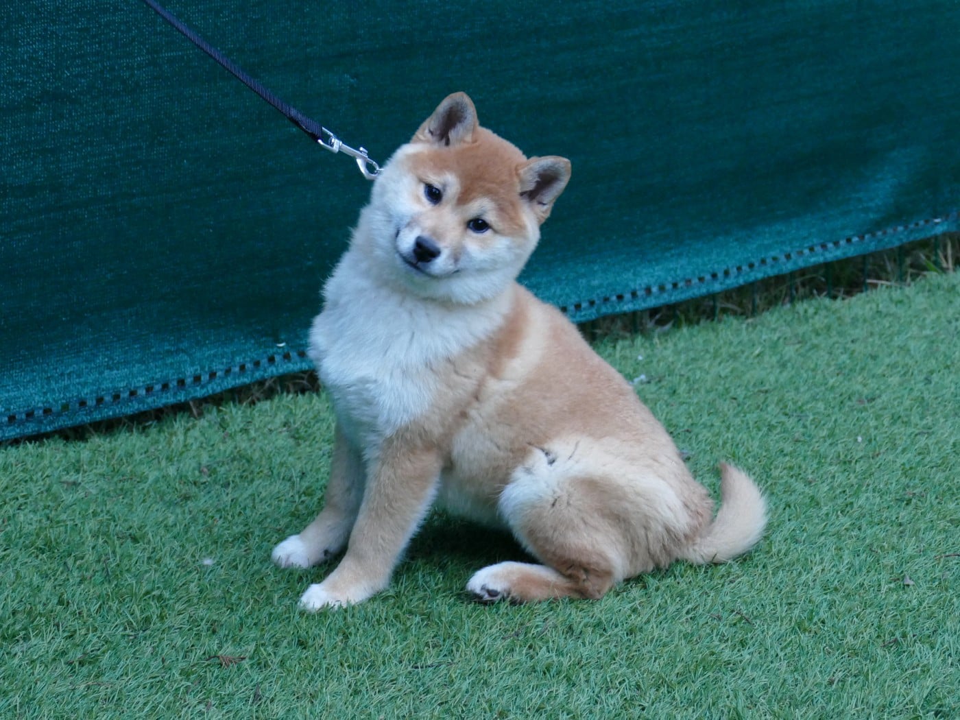 Shiba - Du Temps Des Amazones