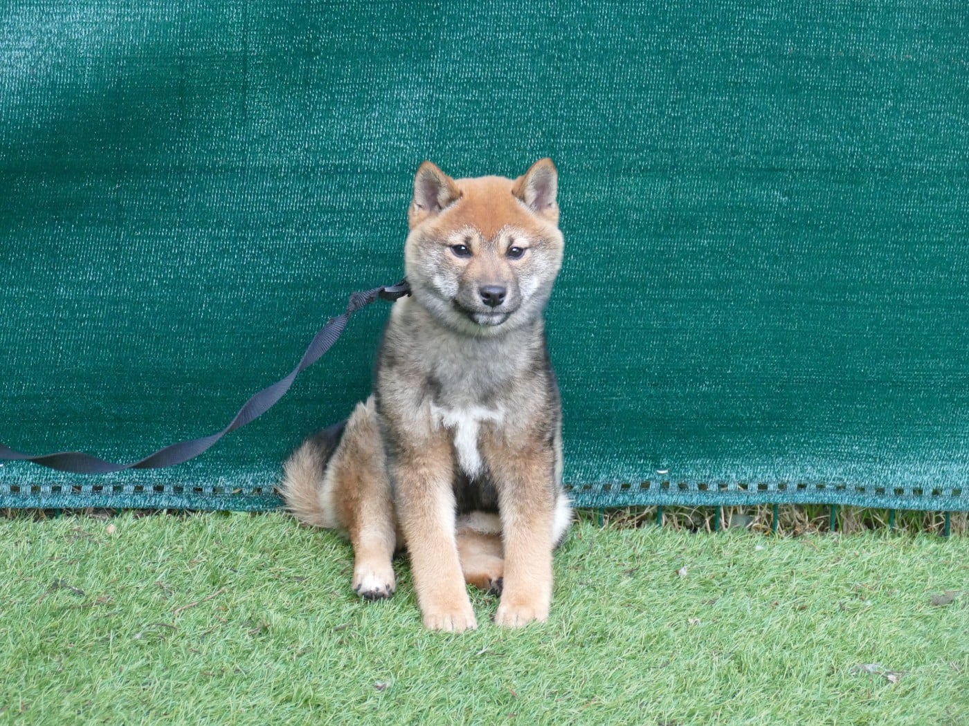 CHIOT MALE COLLIER ROSE