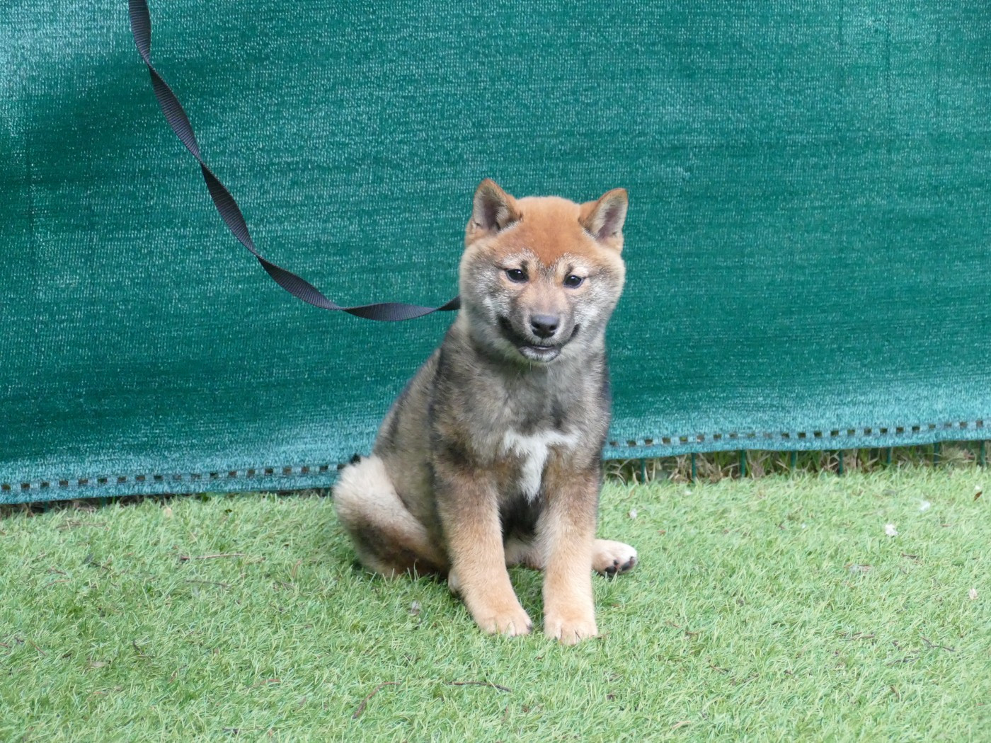 CHIOT MALE COLLIER ROSE