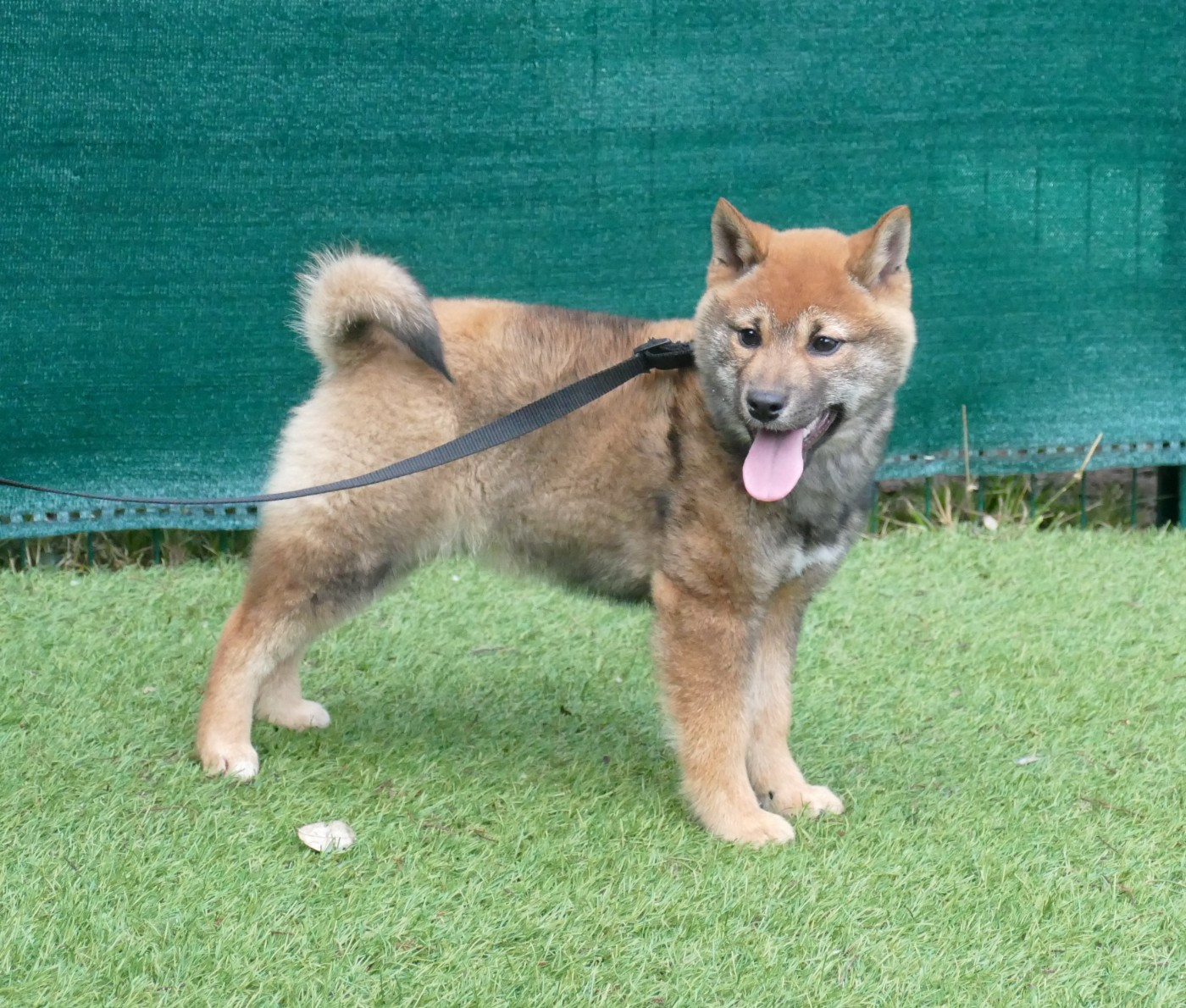 CHIOT MALE COLLIER ROSE