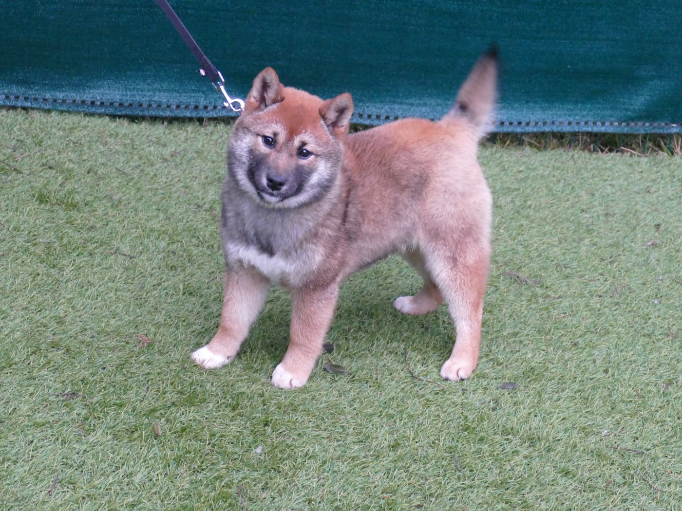 CHIOT FEMELLE COLLIER VIOLET