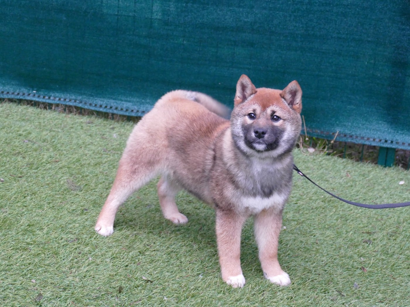 CHIOT FEMELLE COLLIER VIOLET