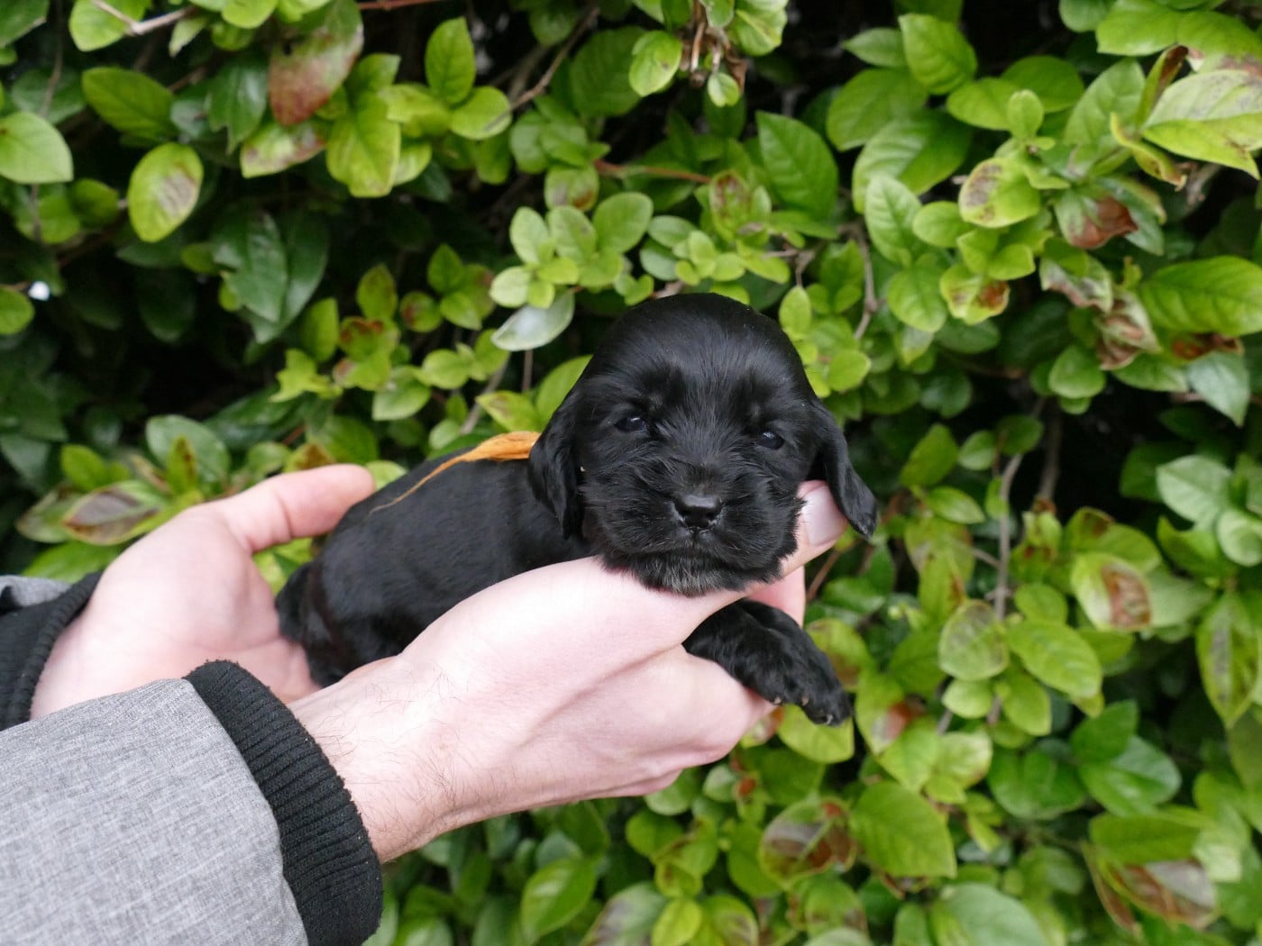 Cocker Spaniel Anglais - Du Temps Des Amazones
