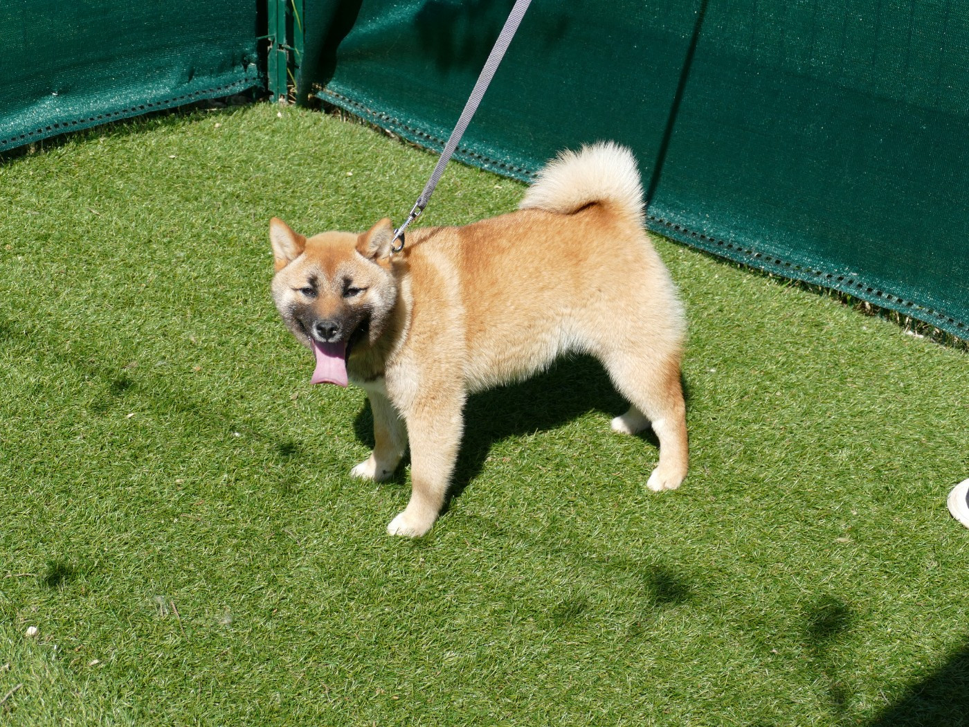 CHIOT FEMELLE COLLIER ROSE