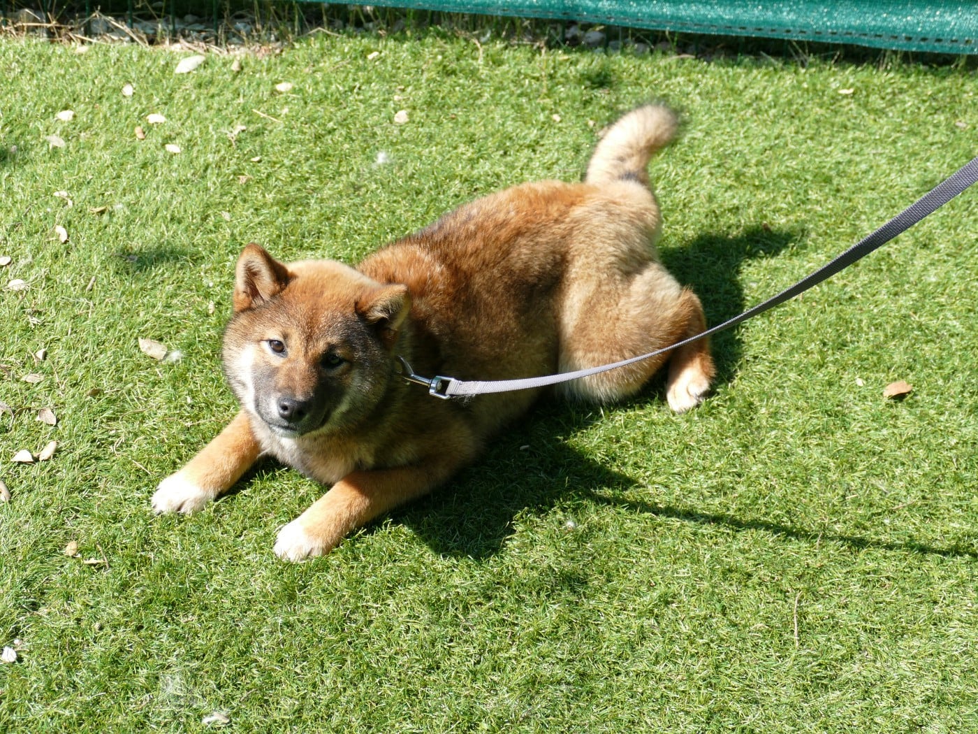 Shiba - Du Temps Des Amazones