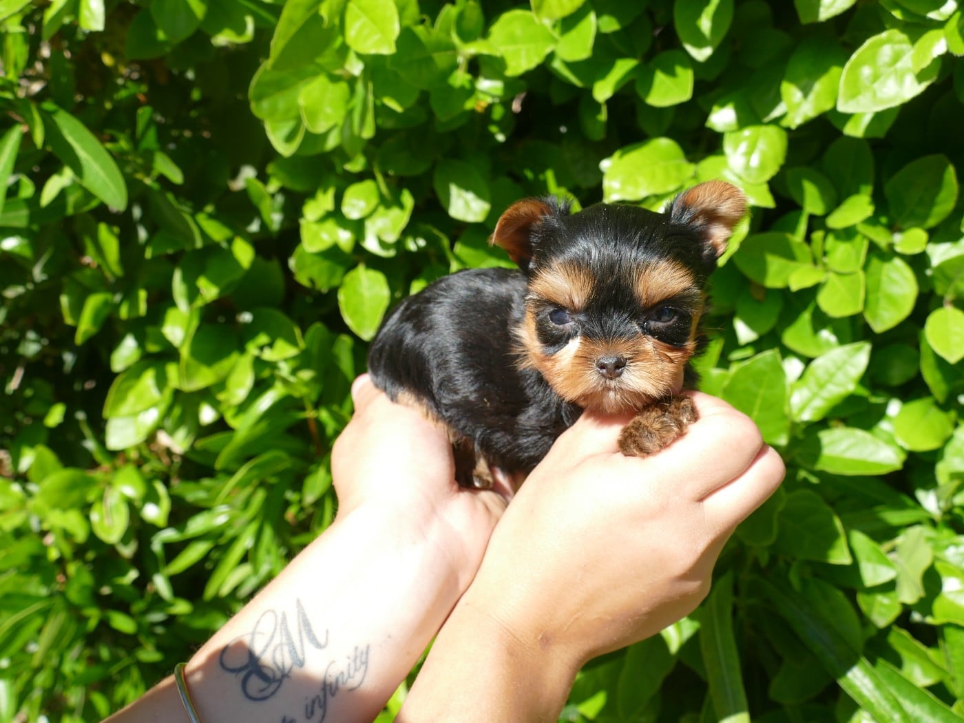 MALE