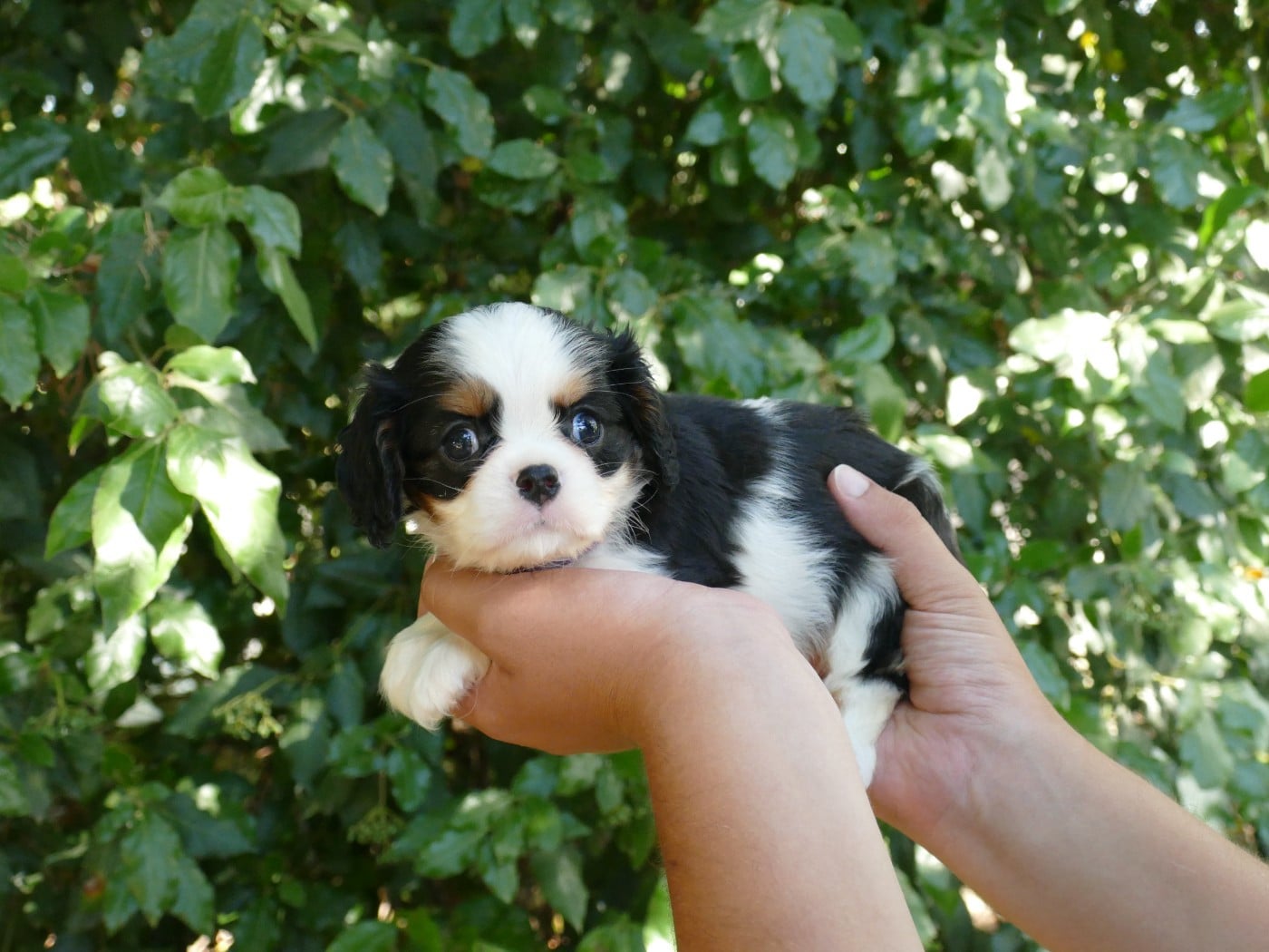 Chiot N°1