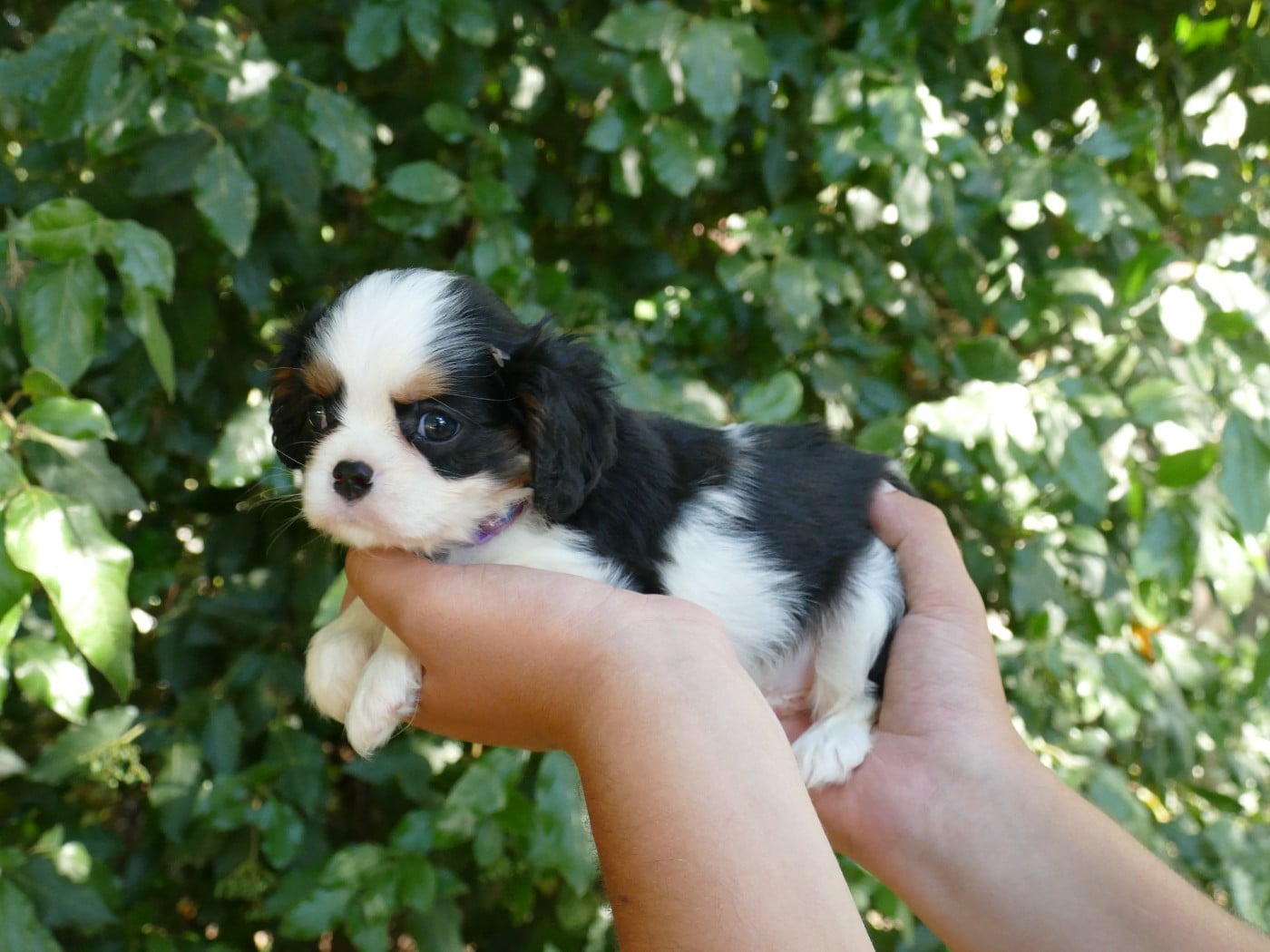 Chiot N°1