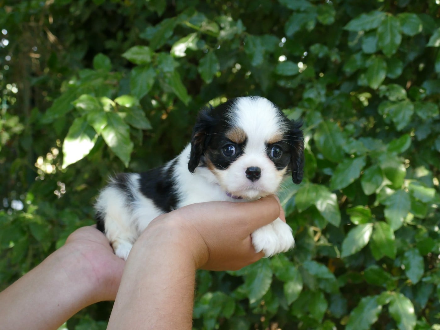 Chiot N°1