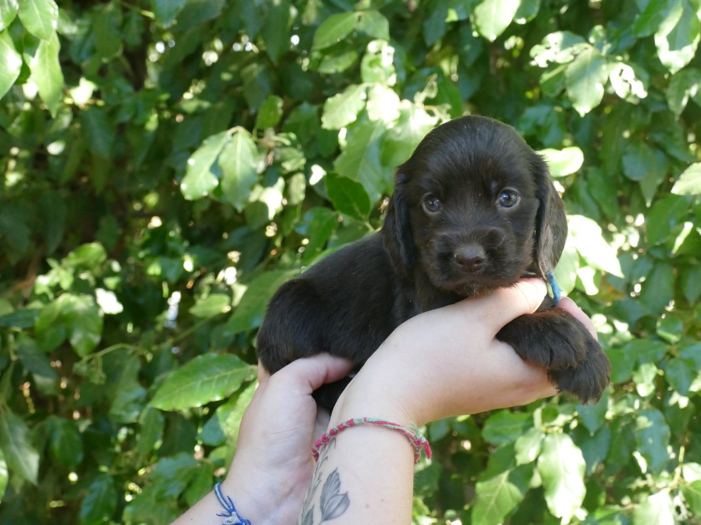 MALE CHOCO COLLIER BLEU