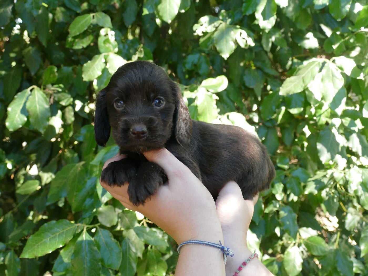 MALE CHOCO COLLIER BLEU