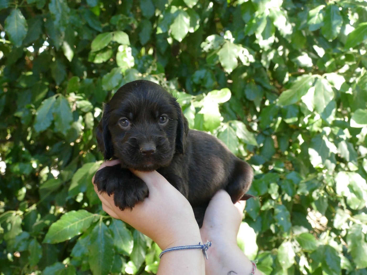 MALE CHOCO COLLIER ORANGE