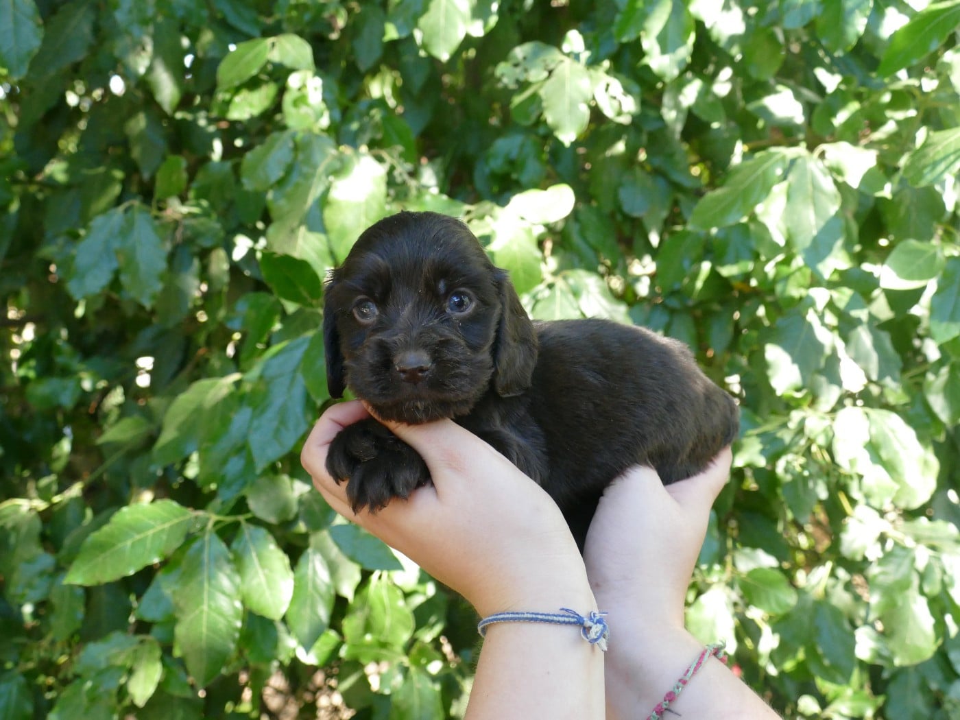 MALE CHOCO COLLIER ROSE