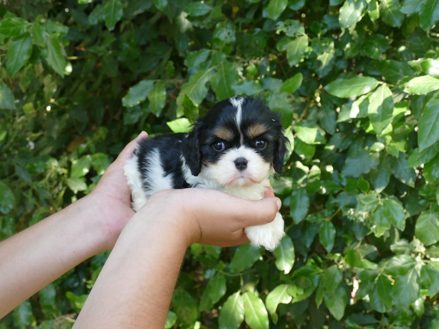 Chiot N°1