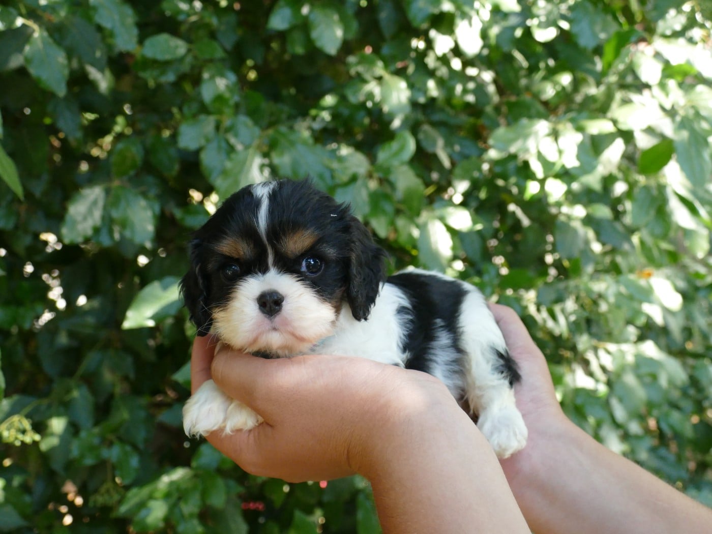 Chiot N°1