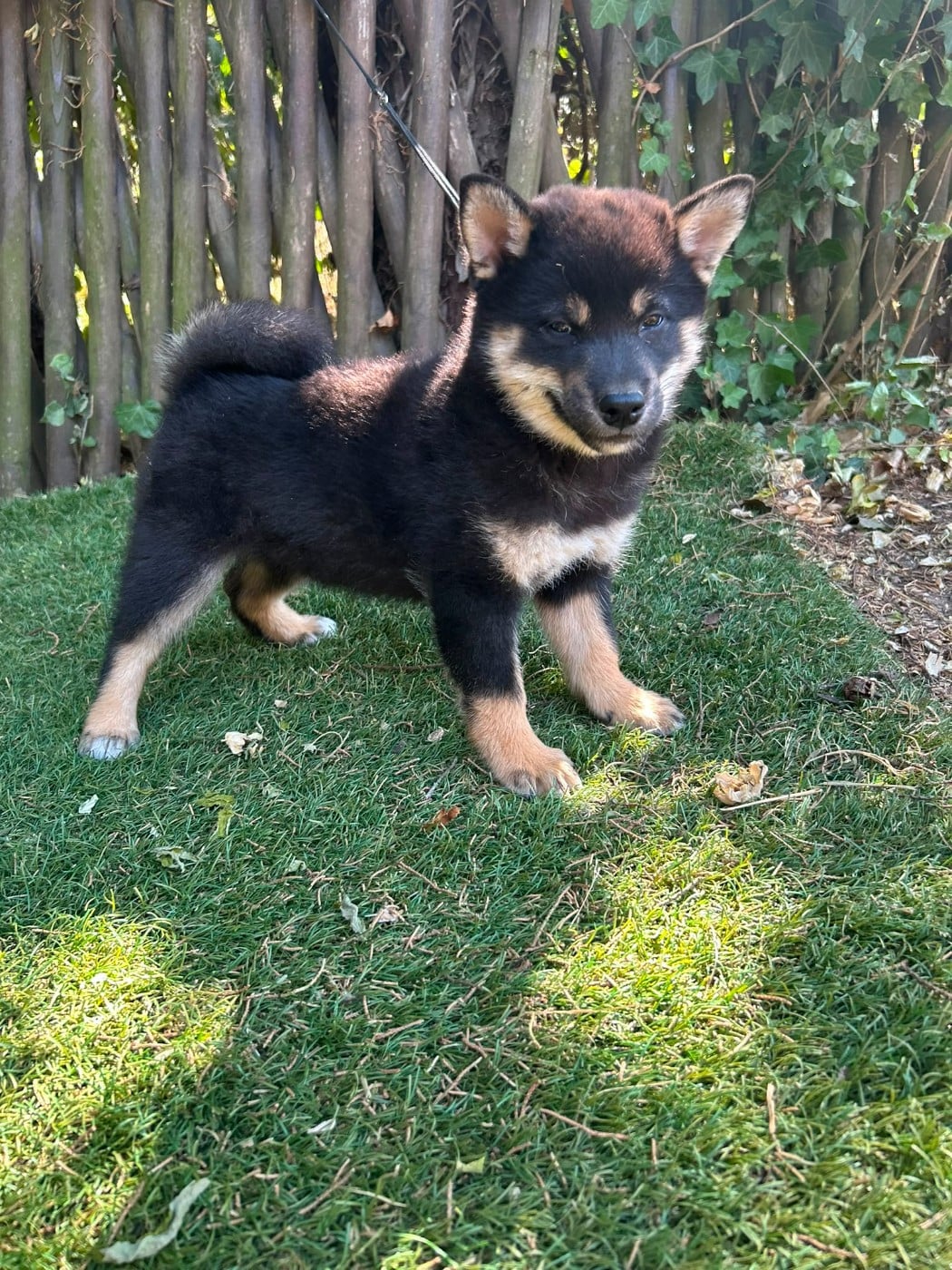 MALE COLLIER BLEU - Shiba