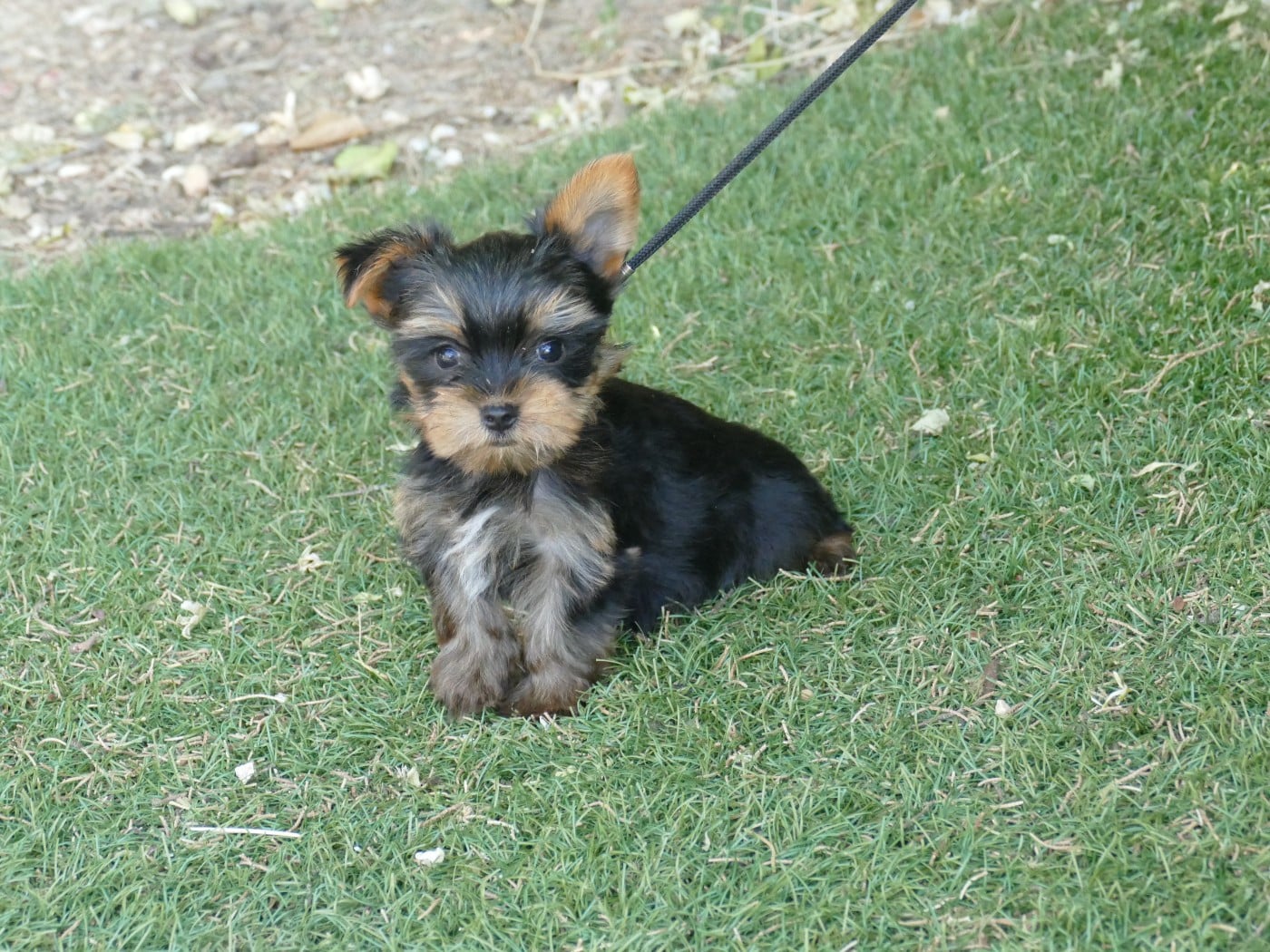 MALE