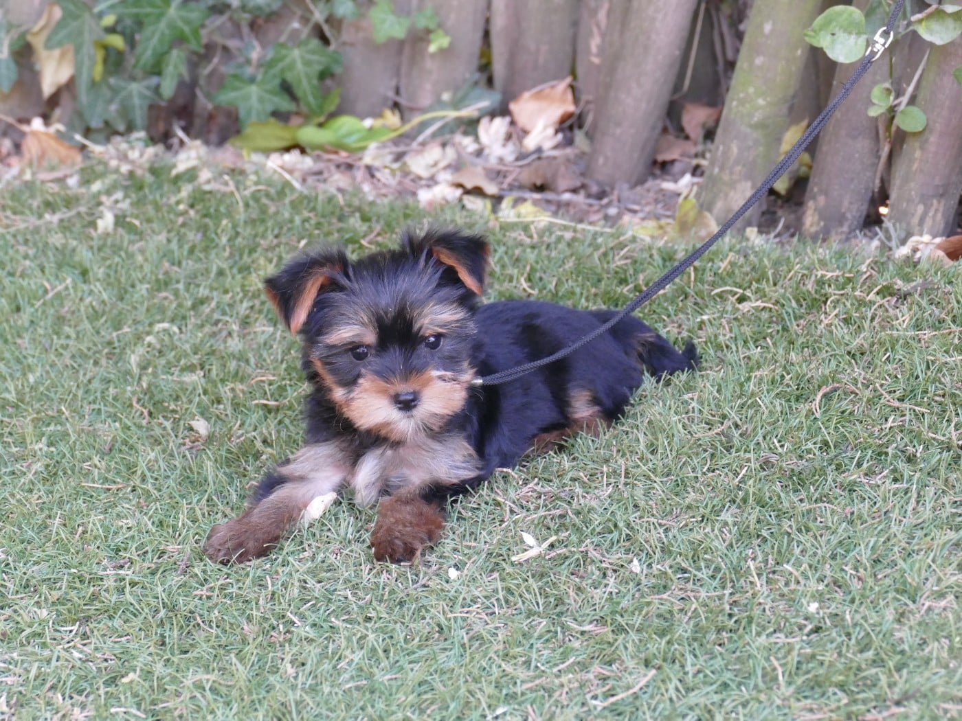 Chiot N°4
