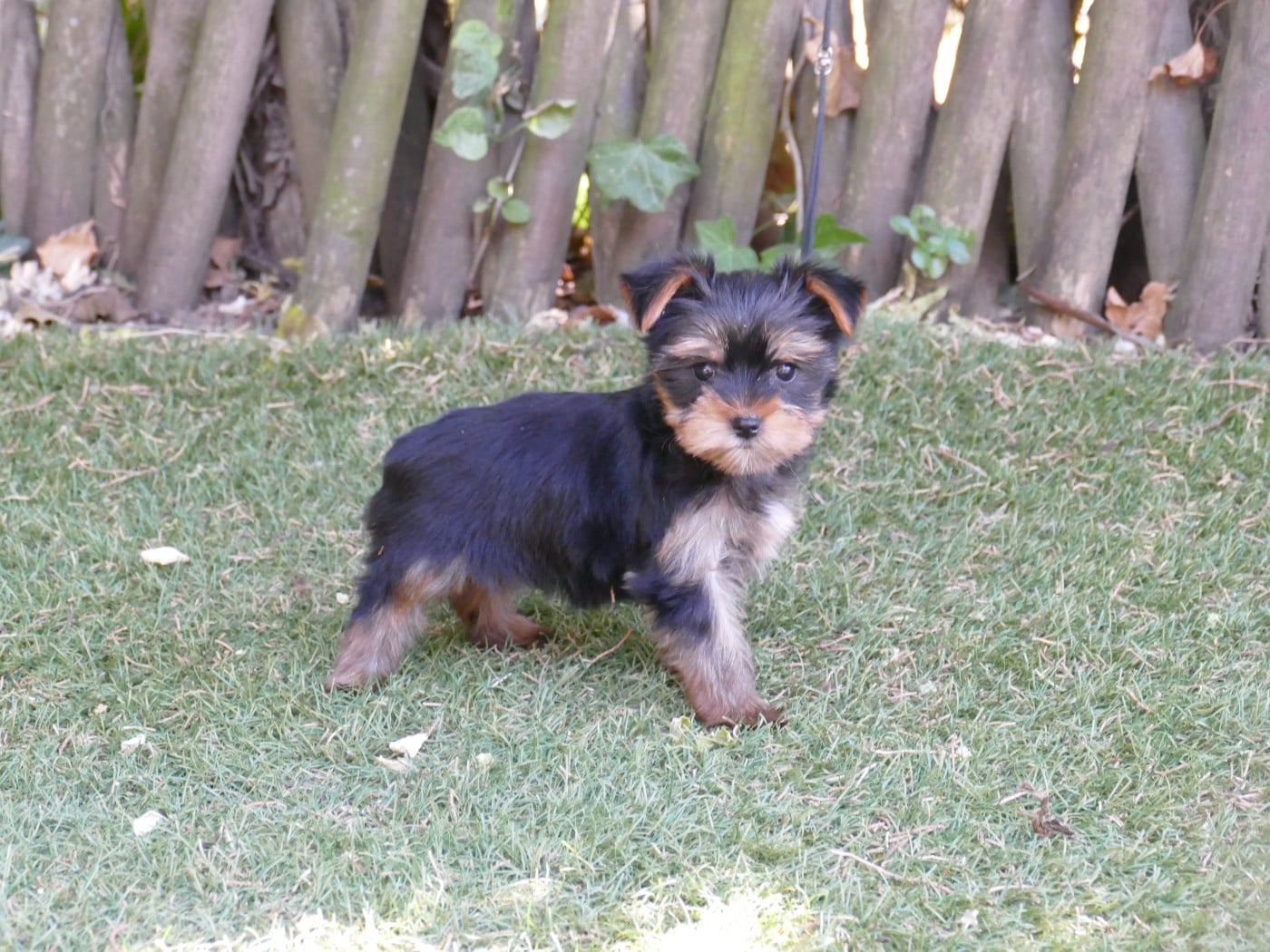 Chiot N°4