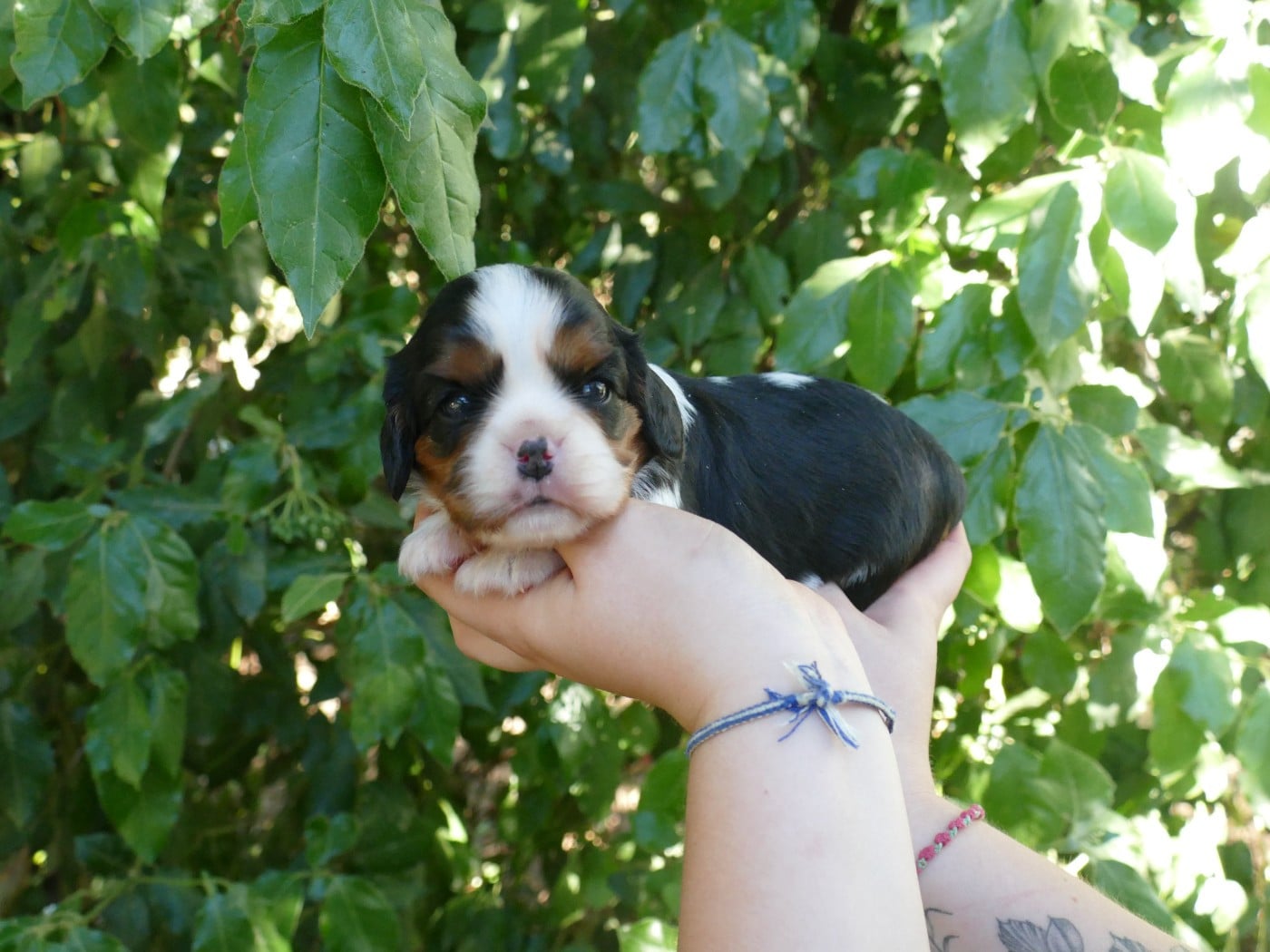 Chiot N°1