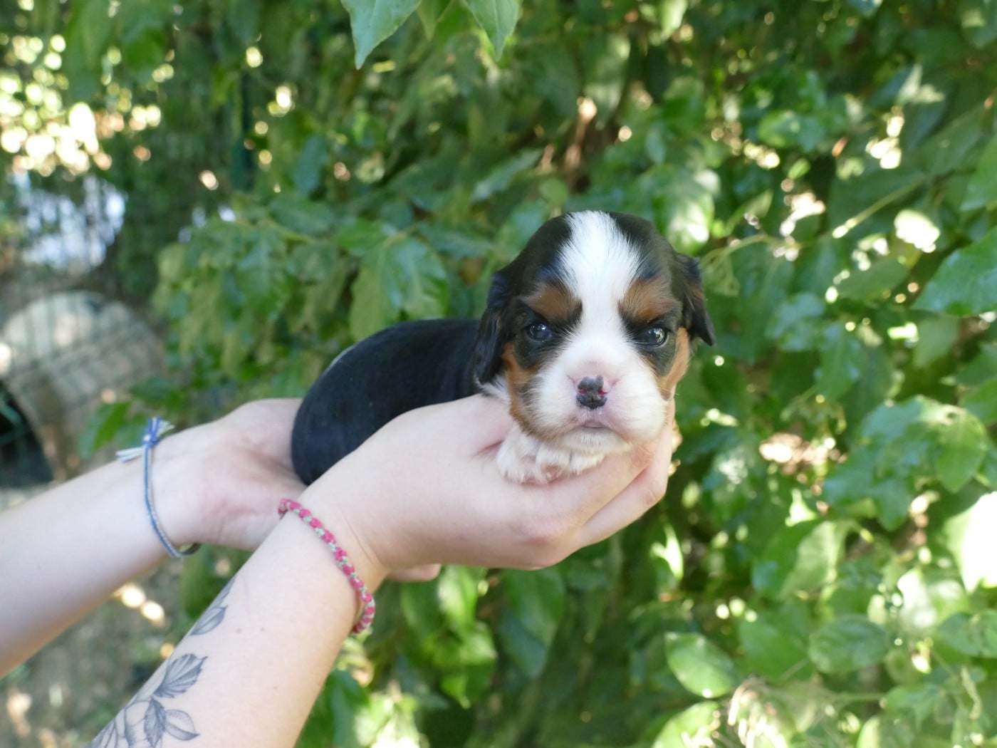 Chiot N°1