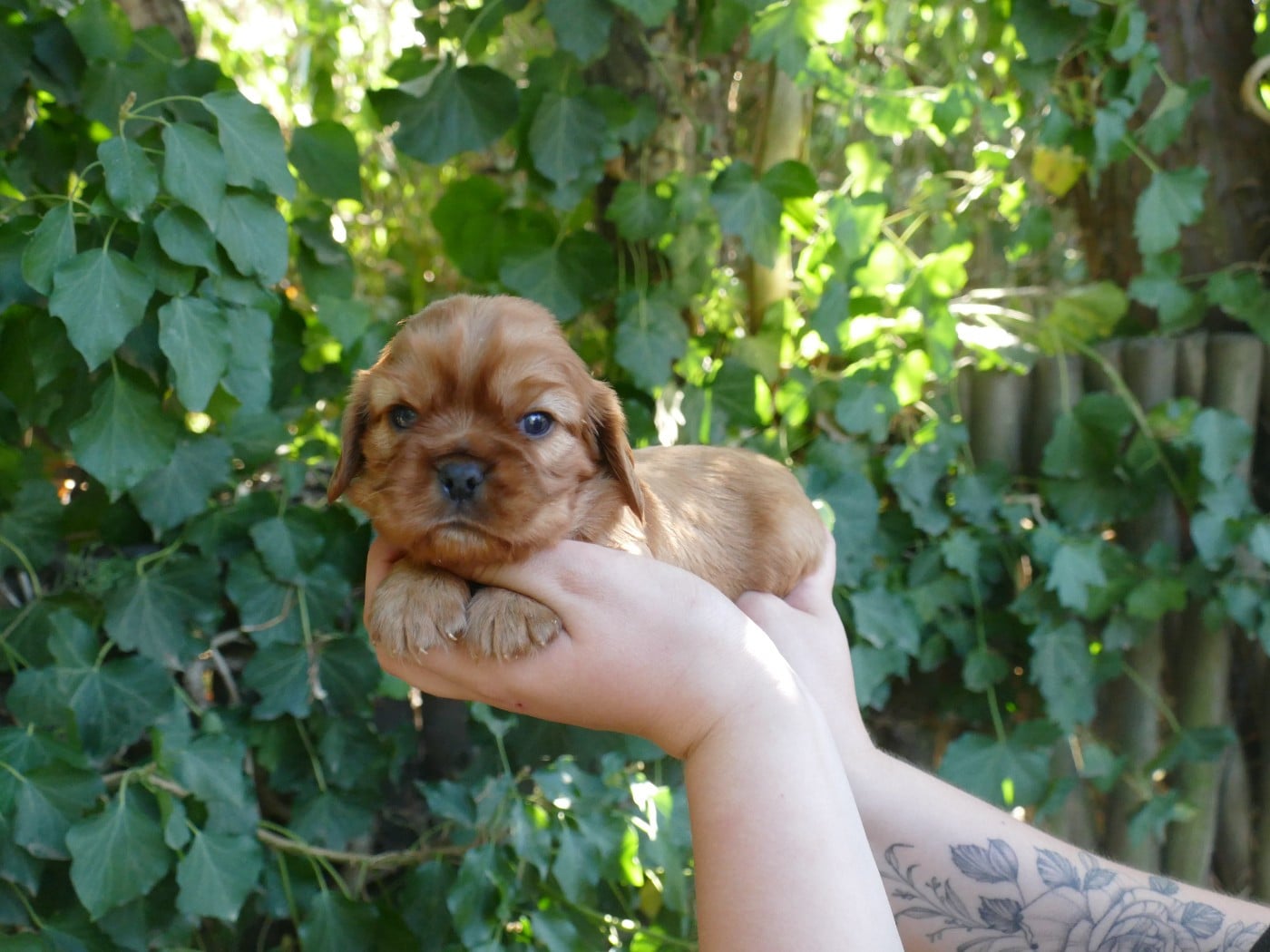 Chiot N°2