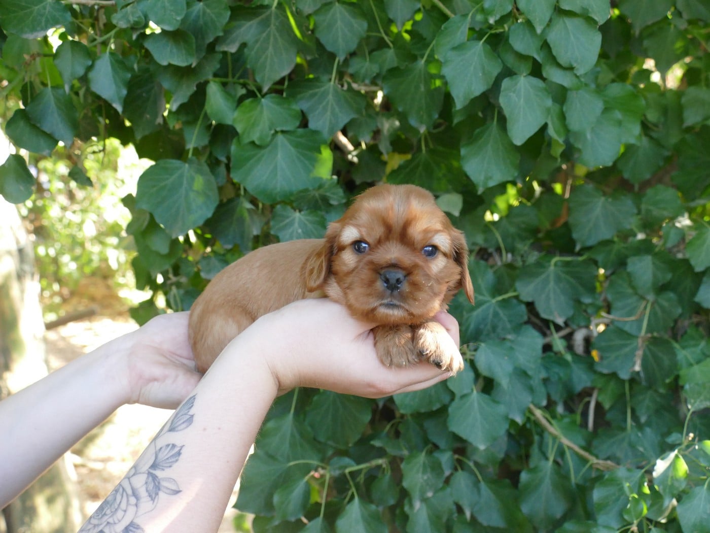Chiot N°2