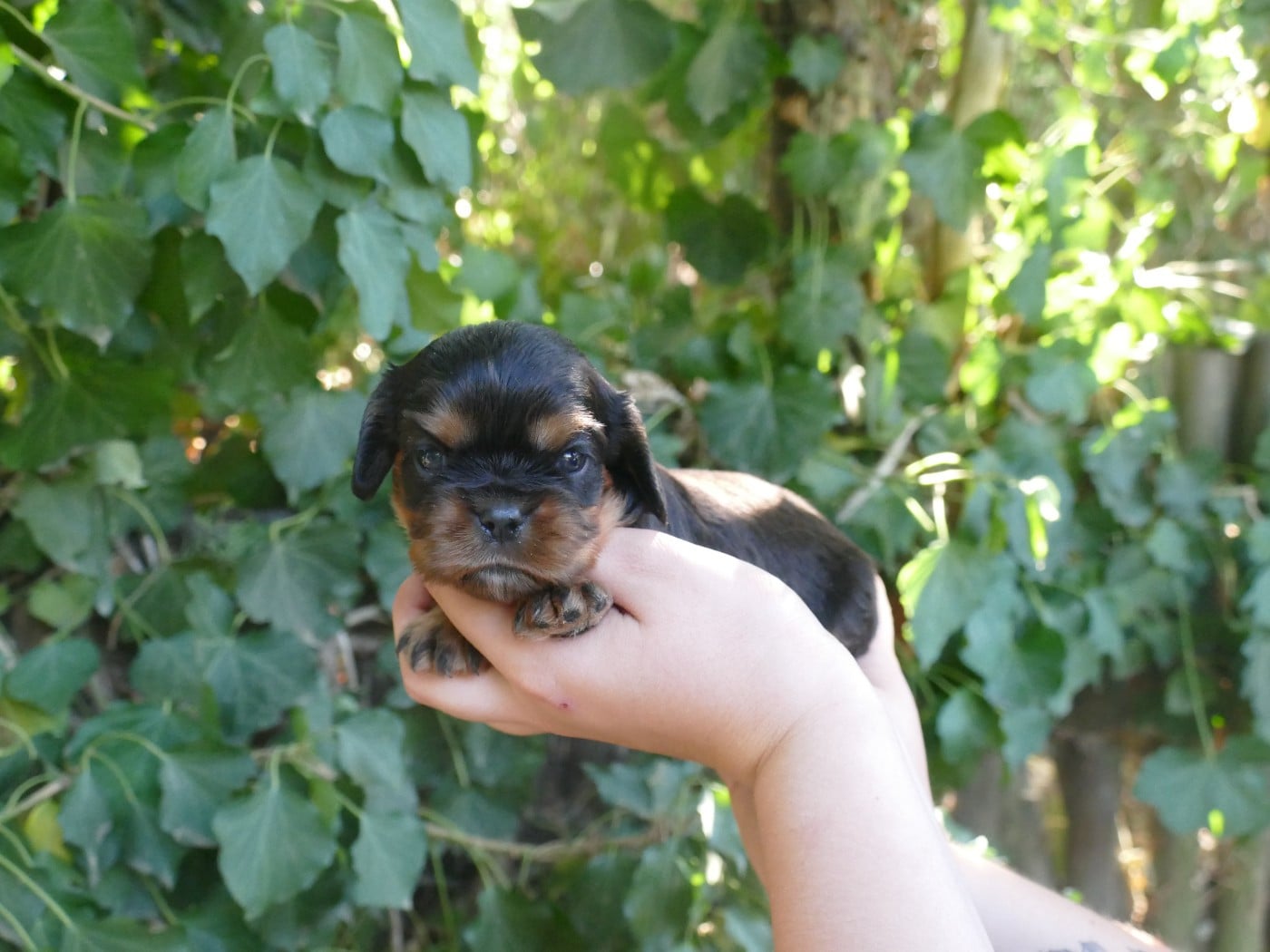 Chiot N°3