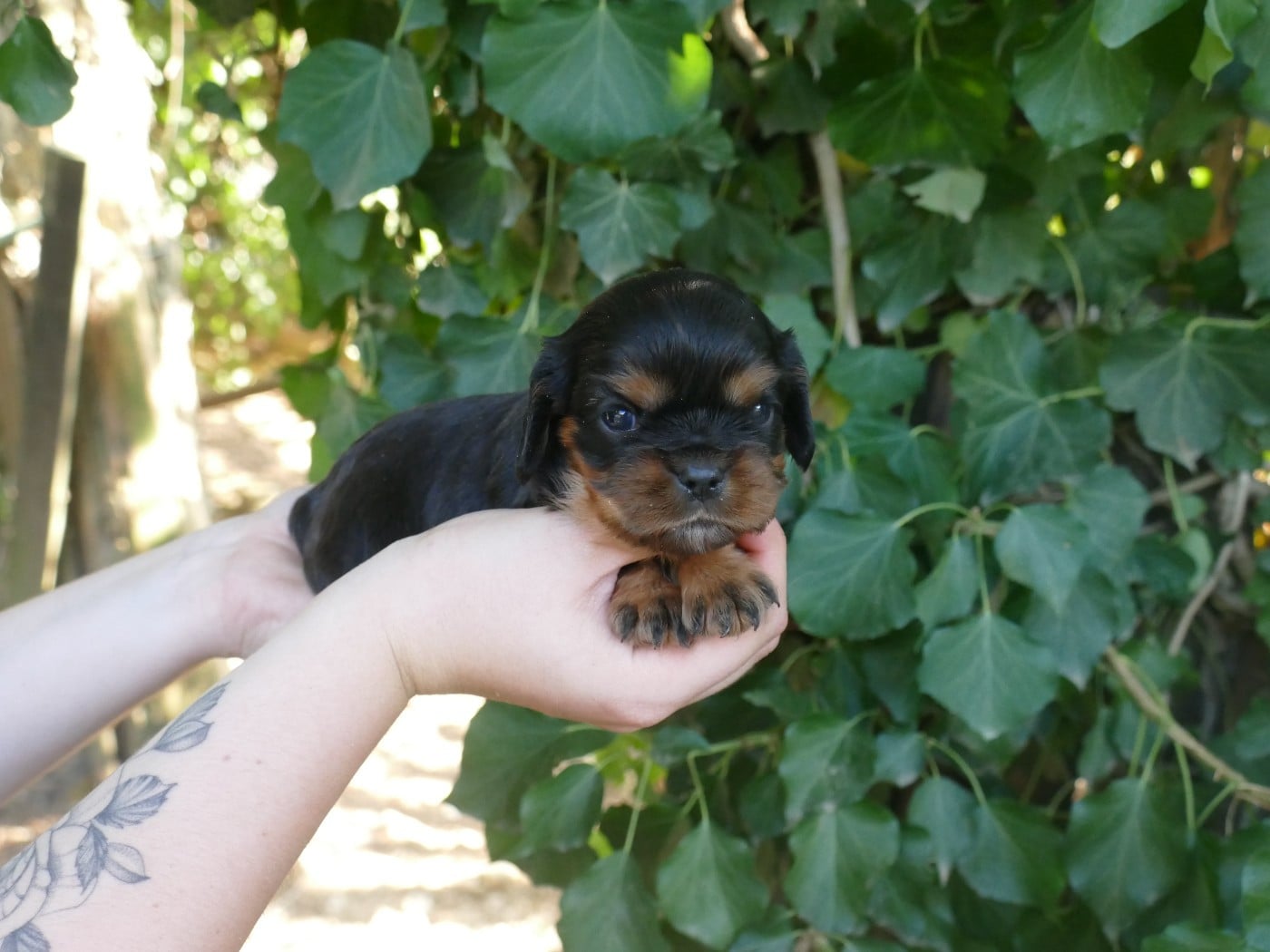 Chiot N°3