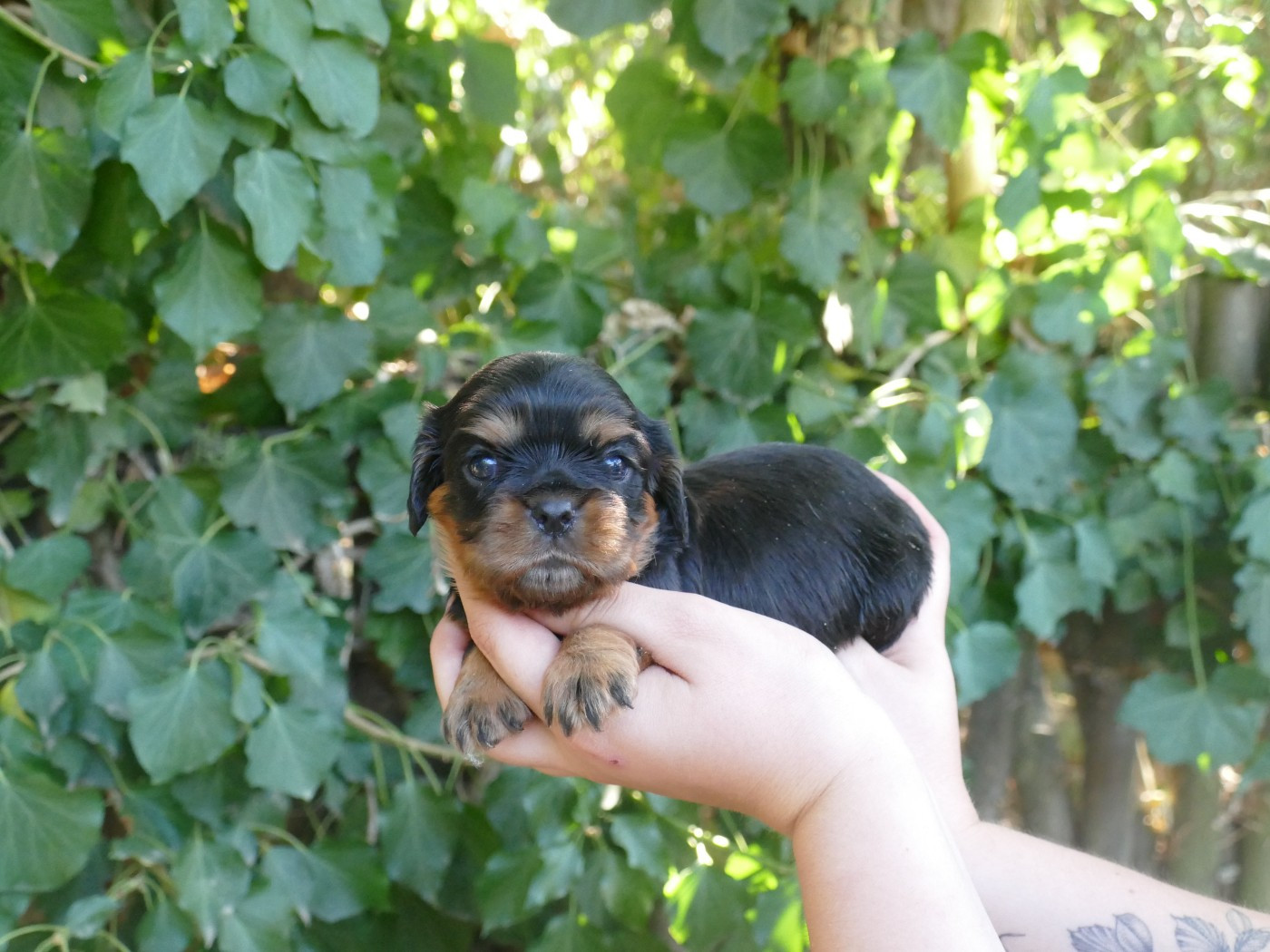 Chiot N°1